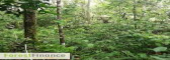  ForestFinance gehört zu den führenden Anbietern von Wald-Direktinvestments in Europa. 